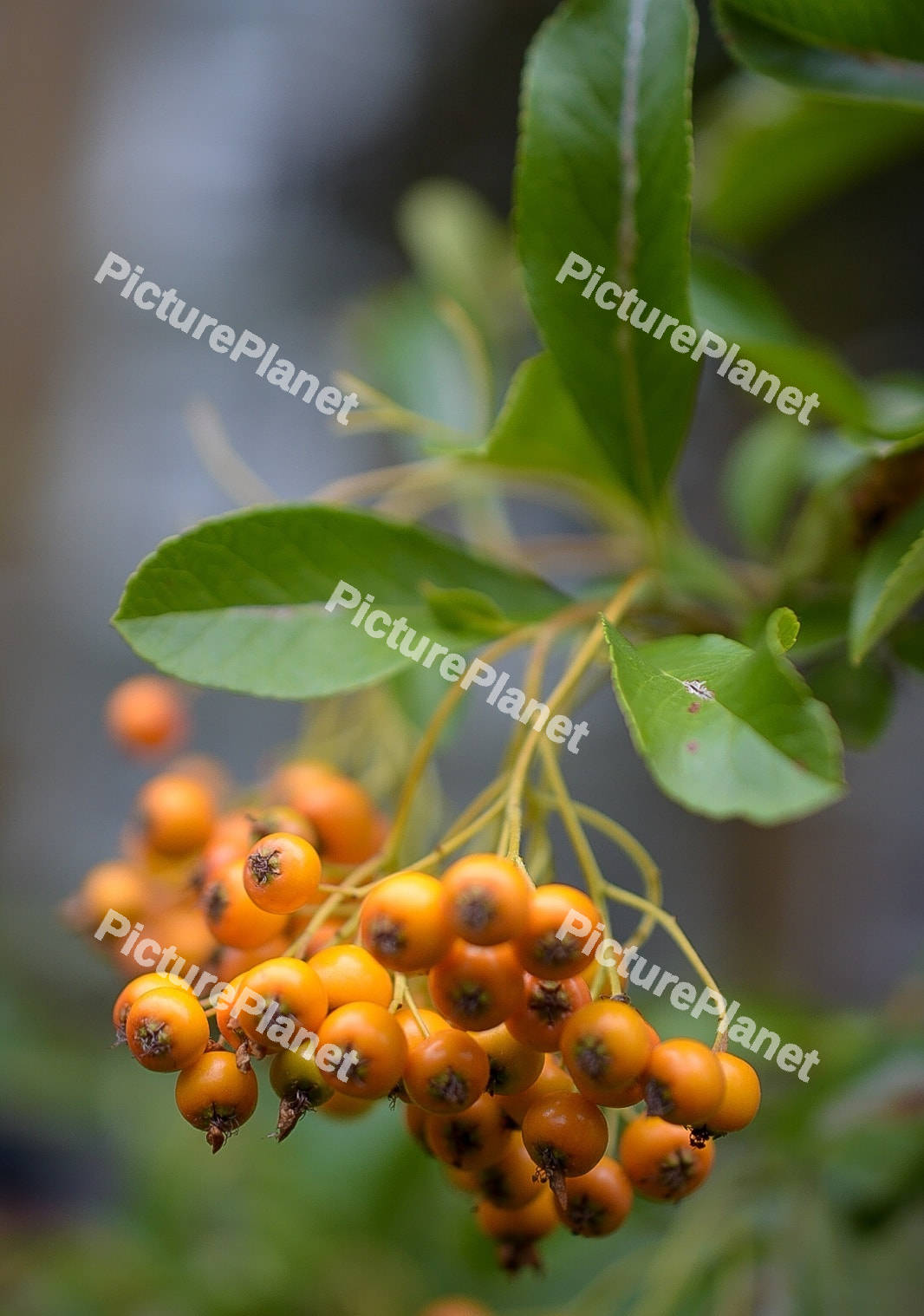 Orange Pyracantha Hedge